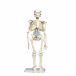 Human Skeleton Model